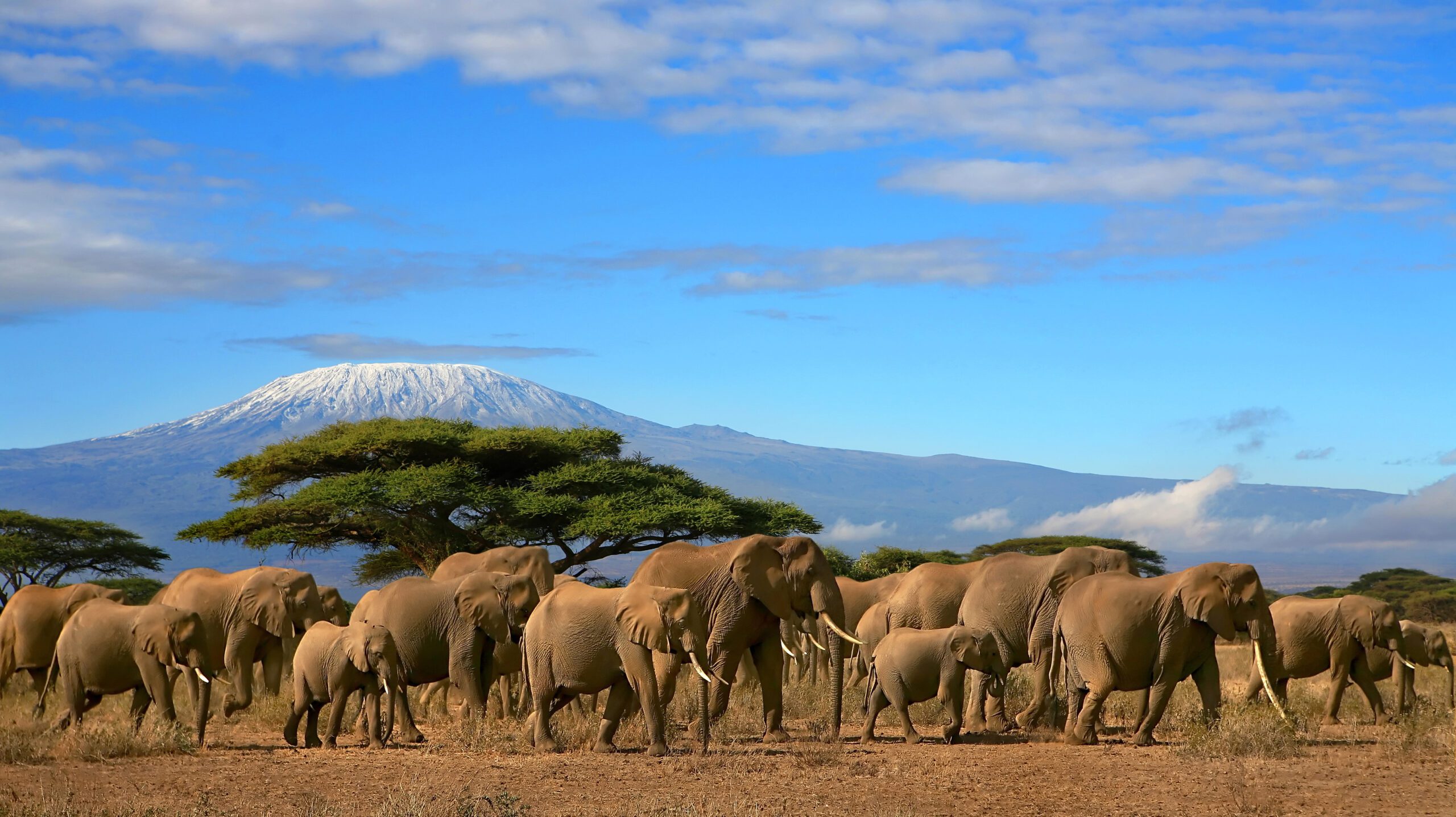 Kilimanjaro With Elephant Herd